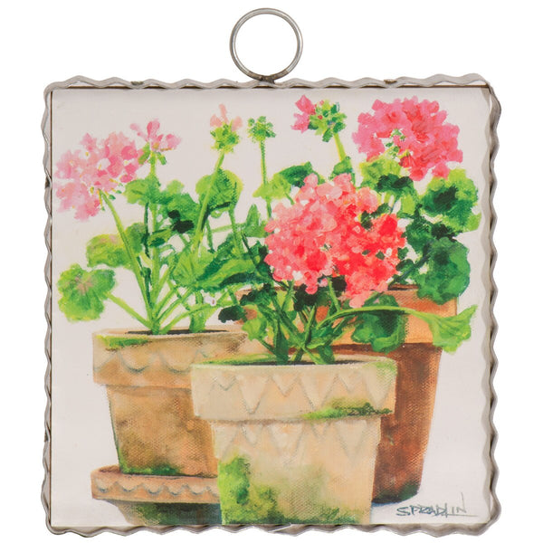 Gallery Mini || Pots of Geraniums