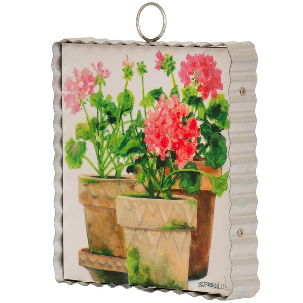 Gallery Mini || Pots of Geraniums