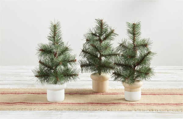 Potted Pine Trees