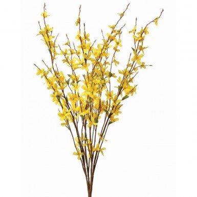 30" Forsythia Bush || Yellow