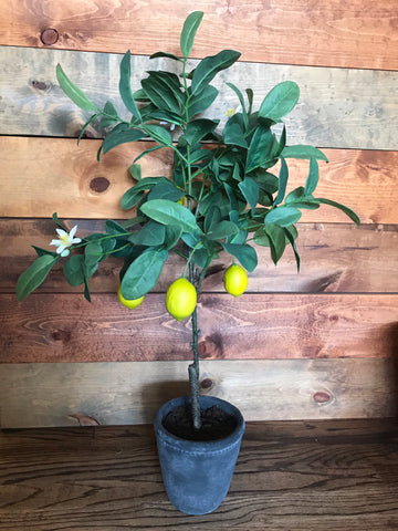 Lemon Potted Plant
