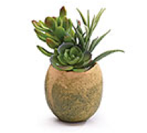 Floral Succulent in Urn